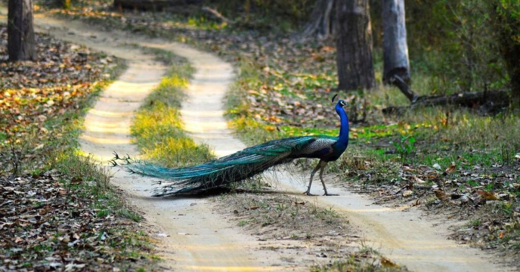Places to Visit in Orchha
