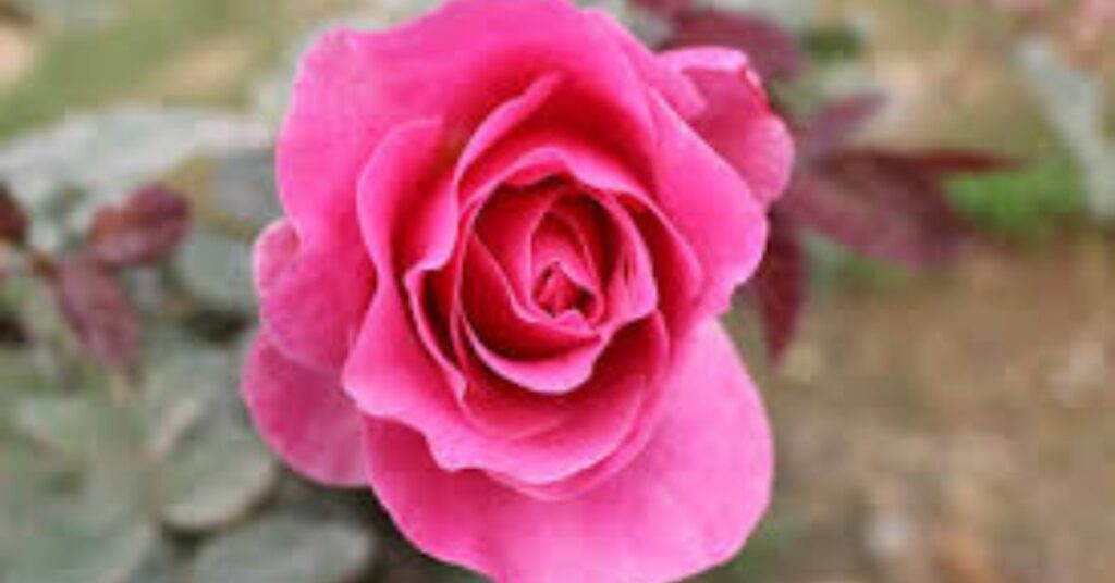 Parks in Delhi, National Rose Garden