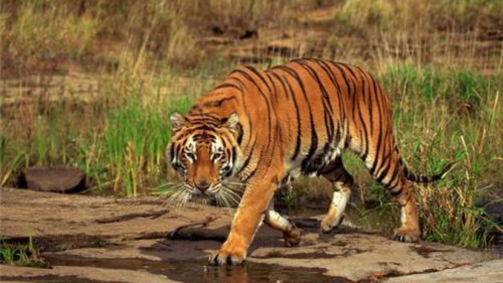 Sariska Tiger Reserve, Places to Visit in Alwar
